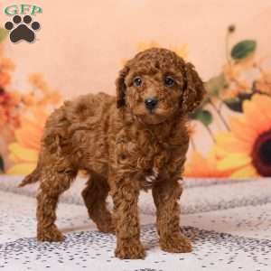 Coby, Miniature Poodle Puppy